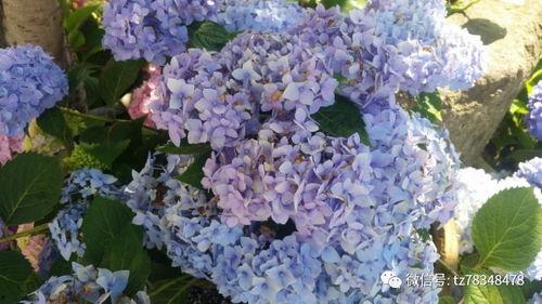 绣球今日头条新闻