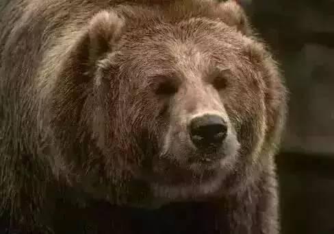 呆熊吃瓜,一场味蕾与自然的邂逅