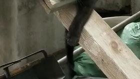 告白之吃瓜,揭秘校园爱情的甜蜜与苦涩