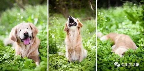 失明的金毛头条号,逆境中的温暖与力量