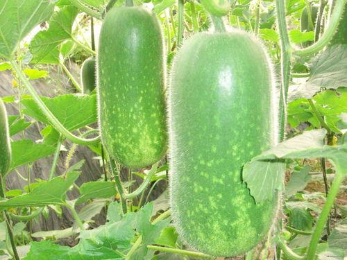 认真吃瓜网红图片大全,趣味横生的吃瓜图片大盘点