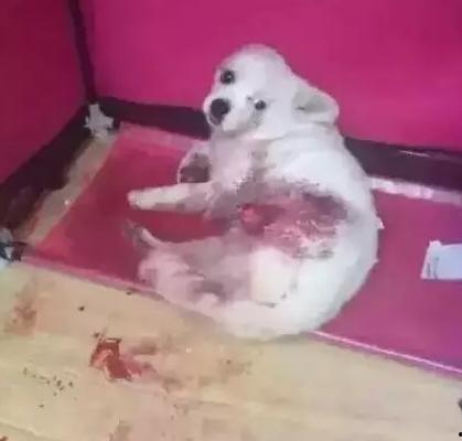 狗子今日爆料最新消息视频,最新视频揭秘娱乐圈惊人内幕