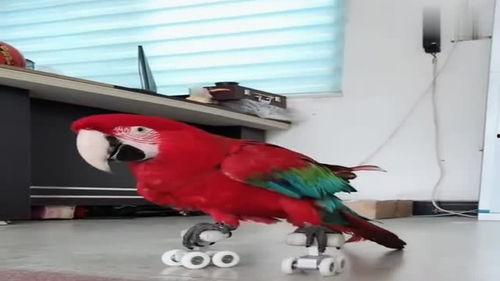 八哥最新爆料视频,揭秘娱乐圈惊人内幕！