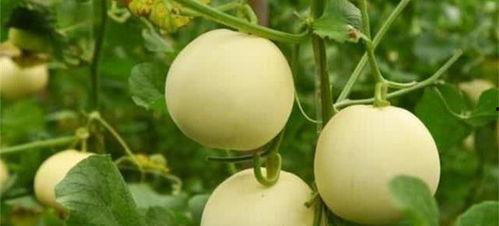 女人梦到摘香瓜吃瓜