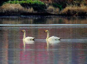 西安网红天鹅在哪里呢,神秘栖息地大揭秘