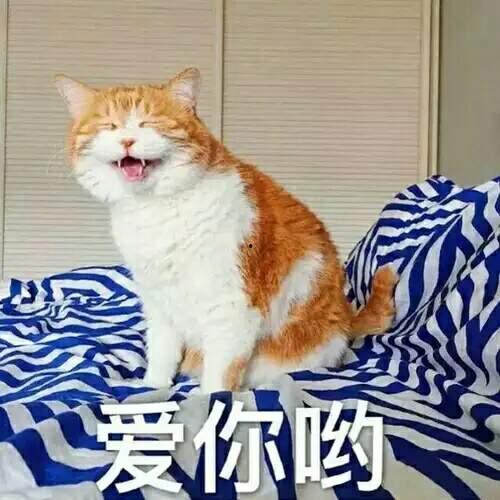 橘猫吃瓜表情,萌态十足！