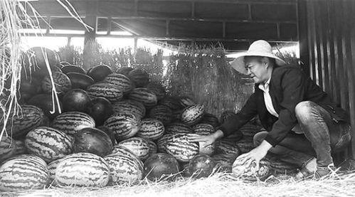 银川吃瓜群众事件始末,一场网络舆论的风波与反思