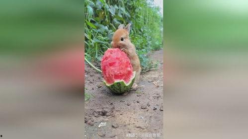 兔子吃大瓜叶,大瓜叶成其美食盛宴