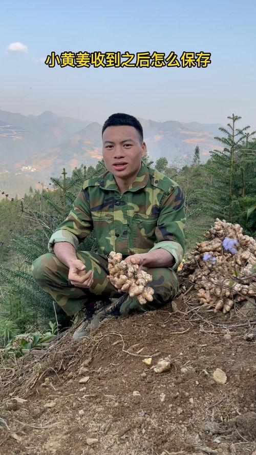 头条小黄姜视频,养生佳品背后的神奇功效