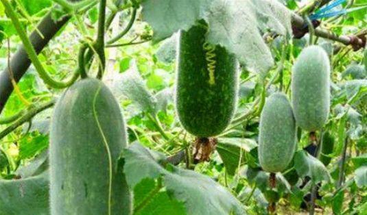 吃瓜促进排便,轻松实现排便顺畅