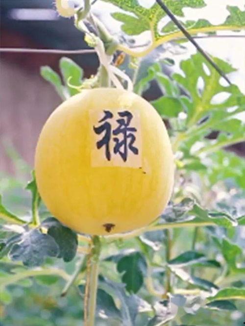 对吃瓜的文艺描述