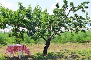 吃瓜站在树上的图片,捕捉夏日悠闲时光