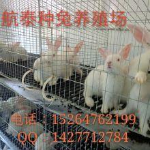 怎么在兔区看料,轻松掌握获取最新资讯的技巧