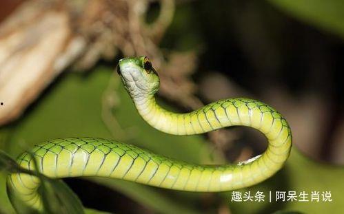 头条最幸福的蛇图片,揭秘蛇界萌宠的幸福生活