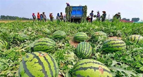 河北疫情吃瓜最新消息新闻,追踪病毒变异与防控措施动态