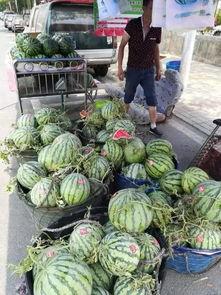 伊犁网红吃瓜事件