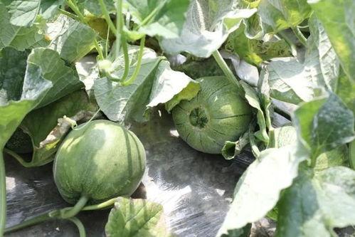 这个季节吃瓜好吃,当季美味尽享时光