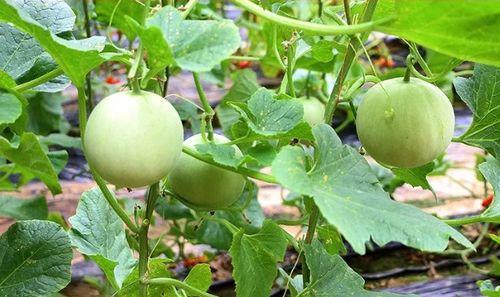 陕西的吃瓜事件