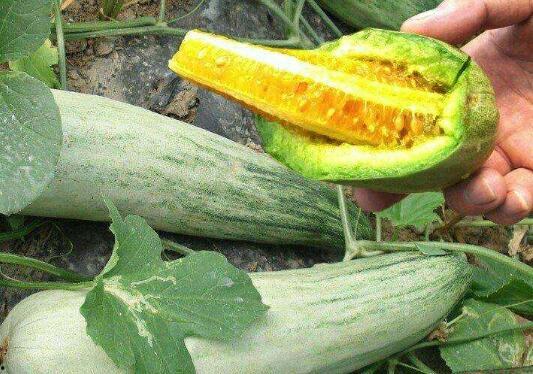 梦到栽瓜吃特别甜,揭秘栽瓜吃特别甜的奇妙体验