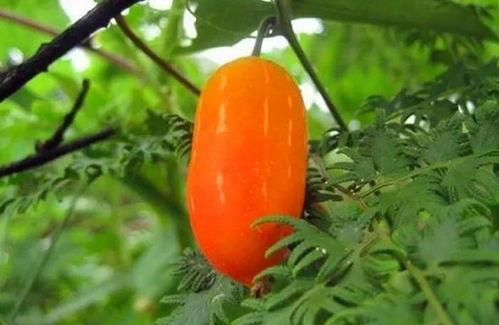 兰兰吃瓜,揭秘娱乐圈幕后故事