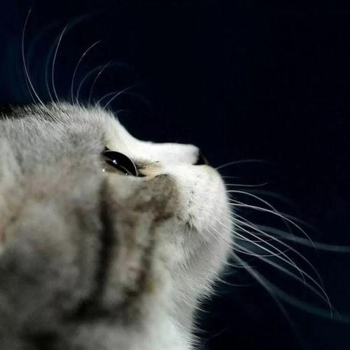 娱乐吃瓜猫原声,揭秘娱乐圈幕后故事